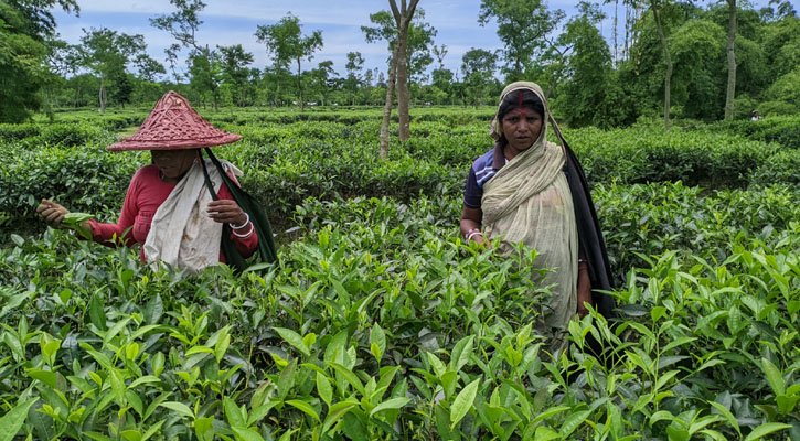 রোববার থেকেই কাজে ফিরছেন চা শ্রমিকরা